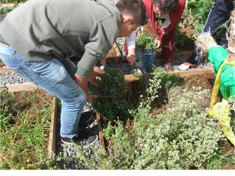 Os alunos a efetuarem a manutenção da horta